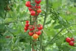 Facile à cultiver, la tomate cerise&nbsp;est la reine des tablées d'été. © Fotolia