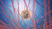 Les globules blancs ou leucocytes sont les cellules de l'immunité. Certaines ont une action non spécifique (comme les macrophages), et d'autres une action spécifique, comme les lymphocytes.&nbsp;© Anne Weston, Wellcome Images, Flickr, cc by nc nd 2.0