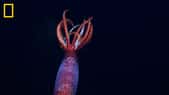 Le calmar a été découvert dans la mer de Weddell. © ROVSuBastian, Schmidt Ocean Institute