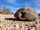 Les tortues du désert Gopherus agassizii vivent 50 à 80 ans. Elles ont un faible taux de reproduction, mais leur fertilité ne fait qu'augmenter avec l'âge de l'animal. © mikebaird, Flickr, cc by 2.0
