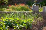 En juin, potager et jardin prennent une jolie forme, mais il faut encore s'en occuper ! © Thierry RYO, Adobe Stock