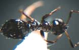 Une fourmi de l’espèce Lepisiota canescens. © Ants of Africa