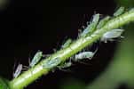 L'insecte Macrosiphum euphorbiae est communément appelé (entre autres noms) puceron vert et rose de la pomme de terre, car cette espèce vit entre autres sur cette plante. Sa population peut doubler en seulement 2,4 à 2,7 jours... s'il ne pleut pas. © cquintin, Flickr, cc by nc 2.0