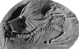 Les mammifères métathériens, comme cet Asiatherium reshetovi, prospéraient sur les terres émergées du Crétacé. © Thomas Williamson
