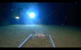 Des crustacés grouillant dans les abysses de la fosse des Mariannes, la plus profonde fosse océanique du monde. © Atlantic Productions for Discovery Channel
