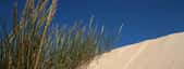 L'oyat (Ammophila arenaria ou Psamma arenaria) vit bien plantée dans les dunes du littoral atlantique, dans les Landes et dans le Nord. Cette plante des lagunes y a été plantée pour les stabiliser, ce qu'elle a très bien réussi. © MNHN