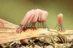 Une espèce de blob photographié en Tasmanie. Le bâtonnet rose porte les spores qui assurent la reproduction de cette forme de vie orange. Avec ses petites pattes, ils sont capables de ramper. © Sarah Lloyd, Tasmanian Myxomycetes
