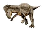Les Pachycephalosaurus se servaient peut-être de leur tête pour les combats entre mâles, pas forcément en s’affrontant en face à face comme les buffles d’aujourd’hui, mais sur le côté, un peu comme les girafes. © Nobu Tamura, Wikipédia, cc by sa 3.0