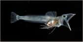 Si toutes les extravagances des poissons des glaces ne suffisaient pas, les poissons des glaces ne possèdent pas non plus d'écailles. © Peter Bucktrout