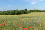 Les prairies enherbées ont toute leur place dans un système agroécologique. © Dannywilde, Adobe Stock