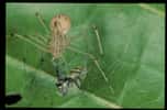 L’araignée prédatrice Scytodes peut cracher à longue distance sur sa proie, l’araignée Phintella, et lui envoyer une sorte de gomme collante. Phintella est retenue dans cette colle suffisamment longtemps pour que l’araignée prédatrice s’approche, la capture en injectant du venin et en l’enveloppant dans ses filets de soie. © Robert Jackson, université de Canterbury