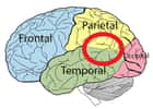 Le carrefour temporo-pariétal se trouve à la jonction des lobes pariétal et temporal du cerveau. © Sransom2, Wikipedia, CC by-sa 3.0