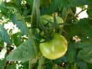 Dernières tomates vertes qui ne demandent qu'à mûrir.&nbsp;© Dinkum, Domaine Public