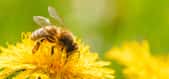 Une abeille butinant un pissenlit. © Przemyslaw Iciak, Adobe Stock