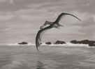 Premiers vertébrés à avoir volé et battant des records d'envergure (jusqu'à 12 mètres), les ptérosaures sont apparus au Trias, il y a 230 millions d’années, et ont disparu au Crétacé, il y a 65 millions d’années. Ici, une représentation de l'espèce Coloborhynchus piscator. © John Conway, Wikimedia Commons, cc by sa 3.0