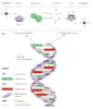 Pourra-t-on un jour maîtriser l'ADN ? © Site de biologie du réseau Collégial du Quebec
