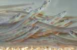 Les alevins (larves) d’anguille, appelés aussi civelles, sont très appréciés des pêcheurs et des braconniers. © Arnaud Richard / Onema