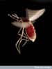 Ce moustique a manifestement trouvé de quoi se repaître, puisque son abdomen est rempli de sang. Mais comment s'y est-il pris exactement ? © Hugh Sturrock, Wellcome Images, Flickr, cc by nc nd 2.0