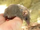 Le mâle de l’espèce Antechinus stuartii peut s’accoupler pendant 14 h avec plusieurs femelles. Il aurait ainsi plus de chance d’assurer sa descendance. Cela a cependant un coût : une fois sa tâche effectuée, il meurt rapidement. © dnatheist, Flickr, cc by 2.0