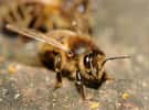 Les abeilles sont des sentinelles écologiques, car elles sont sensibles à de nombreux changements environnementaux. © ComputerHotline, Flickr, cc by 2.0