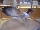 Une reconstitution possible d'un Archaeopteryx lithographica. © GNU Free Documentation Licence