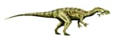 Une reconstitution de Baryonyx walkeri, un spinosaure. © Nobu Tamura-wikipédia 