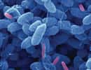 Une population d'Escherichia coli (en bleu) est infiltrée par la bactérie Bdellovibrio bacteriovorus, en rose. Cette dernière pourrait être utilisée pour lutter contre des souches bactériennes résistantes aux antibiotiques. © Université de médecine et d'odontologie du New Jersey