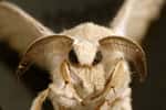 À l'état domestique où le bombyx de mûrier a été réduit, le mâle, plus petit que la femelle, est pourvu d'ailes grises qu'il agite continuellement et d'antennes très développées pour déceler l'odeur émise par la femelle (une phéromone nommée bombykol). Trois jours après la fécondation, la femelle pond entre 300 et 700 œufs. © CSIRO, Wikimedia Commons, cc by sa 3.0