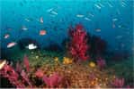 Les fonds marins, très riches au pied des Calanques (ici des gorgones rouges), méritent aussi qu’on prenne soin d’eux. © H. Thédy