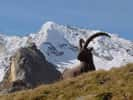 Le superbe bouquetin des Alpes semble sauvé. Une exception ? Source Commons