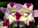 Plantes cultivées : l'orchidée progresse, les habitudes changent