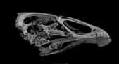 Vue au CT scanner du crâne d’Asteriornis maastrichtensis, l’ancêtre des gallinacés modernes. © Daniel Field, université de Cambridge