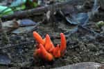 Le corail de feu est le deuxième champignon le plus mortel au monde. © Ray Palmer