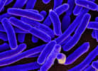 Le génome de la bactérie E. coli recréé de toutes pièces par synthèse chimique. © NIAID