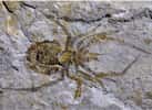 Ce fossile d’araignée décrit dans une revue scientifique en février 2019 s’est révélé être celui d’une écrevisse à laquelle on a rajouté des pattes. © Paul Selden, université du Kansas