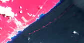 En rose, la ceinture de nappe de sargasses qui flottent au large de Cancùn au Mexique. © ESA
