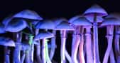 Surtout ne jamais s’injecter des champignons hallucinogènes ! © Martina, Adobe Stock