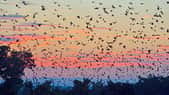 Plusieurs colonies de renards volants ont élu domicile dans la ville d’Ingham en Australie, causant de sérieux problèmes aux habitants. © Moises Lopez @chapoisat, Twitter