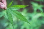 Le cannabis pourrait devenir le nouvel antidouleur des patients atteints de drépanocytose © Tinnakorn, Adobe Stock 