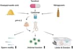 Le gel contient un agent spermicide, un antiviral et de la nitroglycérine pour doper la libido. © Ke Cheng at al, Bioact Mater., 2021