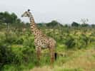 Des girafes atteintes de nanisme observées dans la nature. © David Davies, Flickr