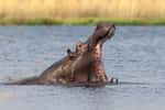 Les hippopotames de Pablo Escobar, une espèce invasive bien encombrante. © HERREPIXX, Adobe Stock