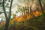 De nombreuses espèce sont menacées par les incendies de forêt en Amazonie. © Karsten Winegeart, Unsplash