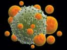 Les lymphocytes T sont un type de globules blancs qui jouent un rôle crucial dans le système immunitaire. © frenta, Adobe Stock