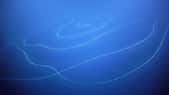 Un siphonophore en forme de spirale. © Schmidt Ocean Institute