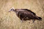 Plus de 1.000 vautours à capuchon (ou vautour charognard, Necrosyrtes monachus) ont été retrouvés morts en Guinée-Bissau, probablement victimes d’empoisonnement. © jeaneeem, Flickr
