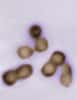 Des cellules de Mycoplasma mycoides vues au microscope électronique. Elles sont minuscules et leur génome ne contient que 1,08 million de paires de bases. Mais cet ADN est le plus grand édifice moléculaire fabriqué en laboratoire.  © Tom Deerinck/Mark Ellisman/National Center for Microscopy and Imaging Research (University of California at San Diego)