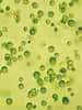 Chlamydomonas reinhardtii est une algue mobile se déplaçant à l'aide de 2 flagelles. Elle pratique la photosynthèse, ce qui ne l'empêche pas de partager certaines caractéristiques génomiques avec les animaux (environ 10 % de ses gènes). Cet organisme est utilisé comme modèle biologique depuis les années 1960. © université de Bielefeld