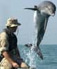 L'Homme aussi a malheureusement tenté d'apprendre aux dauphins à utiliser ses outils, comme ici, lors d’entraînements au déminage par les militaires de l'U.S Navy. © U.S. Navy-www.navy.mil-DP
