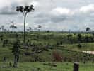 La lutte contre la déforestation au Brésil a un coût que les crédits carbone pourraient compenser. © visionshare CC by-nc